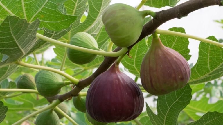 تفسير حلم جمع التين من الشجرة في المنام